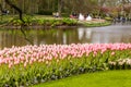 Pink tulips flower bed of in grass near water in the park at Keukenhof Royalty Free Stock Photo