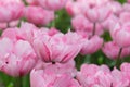 Flower bed with pink tulips Tulipa