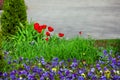 Flower bed with plants in the garden with flowers red tulips and pansies. Royalty Free Stock Photo