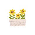 Flower bed or pot to grow sunflowers in the garden or farm. Isolated gardening illustration in watercolor