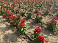 Flower bed in public Zabeel park and garden, in details, Dubai Royalty Free Stock Photo