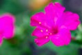 Flower Bed with purple petunias, Colourful purple-red petunia flower close up, Petunia flowers bloom, petunia blossom, Petunia