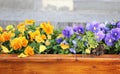 A   flower - bed of purple and yellow forget-me-nots Royalty Free Stock Photo