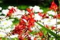 Flower bed with red crocosmia flowers in a garden Royalty Free Stock Photo
