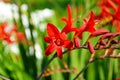 Flower bed with red crocosmia flowers in a garden Royalty Free Stock Photo