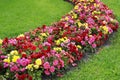 Flower bed with red, pink and yellow mixed flowers Royalty Free Stock Photo