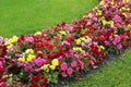 Flower bed with red, pink and yellow mixed flowers Royalty Free Stock Photo