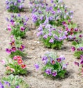 A flower bed with red and purple blooming pulsatilla