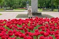 a flower bed with red tulips in the city park Royalty Free Stock Photo