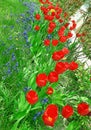 Flower bed with red tulips and grape hyacinth