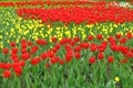 A flower bed of red with white tulips. Blooming flowers in a city park. Many beautiful spring flowers Royalty Free Stock Photo