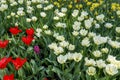 A flower bed with red and white tulips, yellow daffodils and a single hyacinth Royalty Free Stock Photo