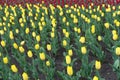 Flower bed with red and yellow tulips Royalty Free Stock Photo