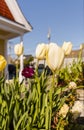 Flower bed with red and yellow tulips in the city street near the house on a sunny spring day, blue sky Royalty Free Stock Photo