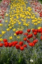 Flower bed with a lot of red and yellow tulips Royalty Free Stock Photo