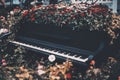 Flower bed with roses inside of old grand concert piano Royalty Free Stock Photo
