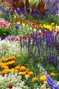 Flower bed with a salvia.Vertical arrangement.