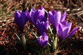 Large violet crocuses.