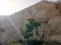 A flower bed with a small green tree and yellow flowers on a stone wall background on a mountainside in a sea tropical resort Royalty Free Stock Photo