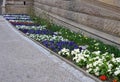 flower bed of spring biennials planted primroses flowering flower bed viola red blue white green city urban Royalty Free Stock Photo