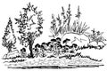 A flower bed with stones, conifers, geraniums and more. Black and white linear drawing