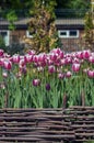 The flower bed of tulips on a blurred background Royalty Free Stock Photo