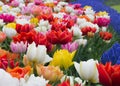 Flower bed of tulips in Keukenhof Botanical Garden, Holland