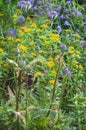 Flower bed of undemanding perennials