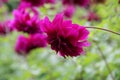 Flower bed with violet ball shaped Dahlia blossoms. Blooming Dahlia flowers in late summer. Royalty Free Stock Photo