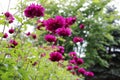 Flower bed with violet ball shaped Dahlia blossoms. Blooming Dahlia flowers in late summer. Royalty Free Stock Photo