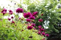 Flower bed with violet ball shaped Dahlia blossoms. Blooming Dahlia flowers in late summer. Royalty Free Stock Photo