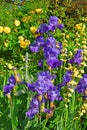 Flower bed with violet irises and yellow roses Royalty Free Stock Photo