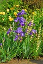 Flower bed with violet irises and yellow roses Royalty Free Stock Photo