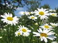 Flower-bed with white beautiful chamomiles Royalty Free Stock Photo