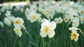 A flower bed of white narcissus grows in the park. Bulb flower bud close up. Blooming spring flower in the botanical garden. Royalty Free Stock Photo