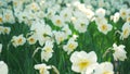 A flower bed of white narcissus grows in the park. Bulb flower bud close up. Blooming spring flower in the botanical garden. Royalty Free Stock Photo