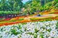 Flower bed of white petunia in Mae Fah Luang garden, Doi Tung, Thailand Royalty Free Stock Photo