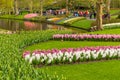 Hyacinth flowerbed white and pink in the park at Keukenhof Royalty Free Stock Photo