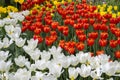 Flower bed with white red yellow tulips, spring park, blooming tulips, spring bloom of garden ornamental flowers Royalty Free Stock Photo