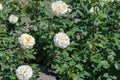 Flower bed with white roses. Lawn with flowers.