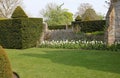 A flower bed of white tulips by a lush green lawn in an English country garden Royalty Free Stock Photo