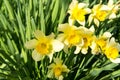 Flower bed with yellow daffodil flowers blooming in the spring,