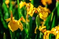 Flower bed with yellow irises and blurred bokeh background Royalty Free Stock Photo