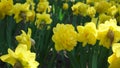 A flower bed of yellow narcissus grows in the park. Bulb flower bud close up. Blooming spring flower in the botanical garden. Royalty Free Stock Photo