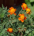 Flower bed of yellow and orange Marigold flowers Tagetes erecta, Mexican, Aztec or African marigold. Sunny day. Natural light Royalty Free Stock Photo