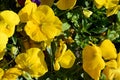 Flower bed of yellow pansy flowers in the garden. Background of blooming bright pansy flowers. Royalty Free Stock Photo