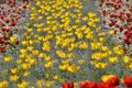 Flower bed with yellow and red tulips Royalty Free Stock Photo