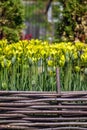 The flower bed of yellow tulips on a blurred background Royalty Free Stock Photo