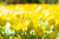 A flower bed with yellow tulips. Park with flowers Keukenhof in the spring. Holland. Postcard Gift Royalty Free Stock Photo