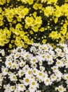 Flower bed with yellow and white chrysanthemums half and half.